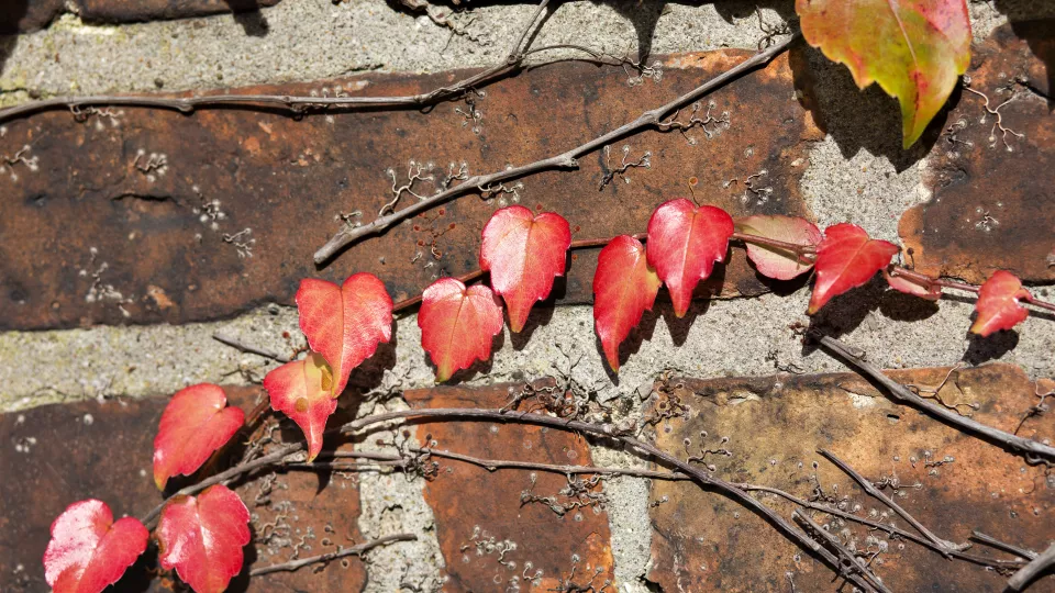 Red leaves on a vine across a red brick wall. Photo by Johan Larsson.