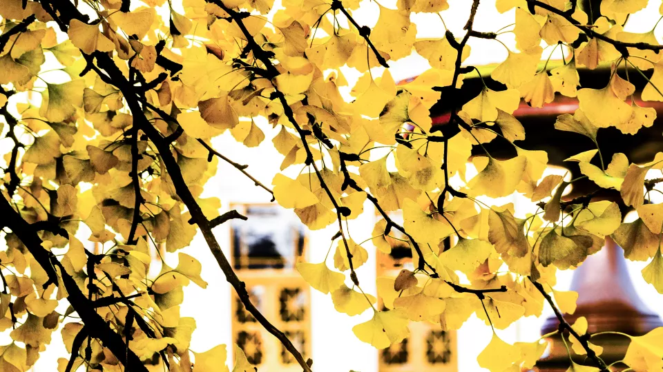 Branches with yellow leaves obscuring the University Main Building in the background. Photo by Kennet Ruona.