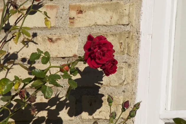 Picture of a rose against a yellow brick wall