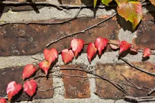 Red leaves on a vine across a red brick wall. Photo by Johan Larsson.