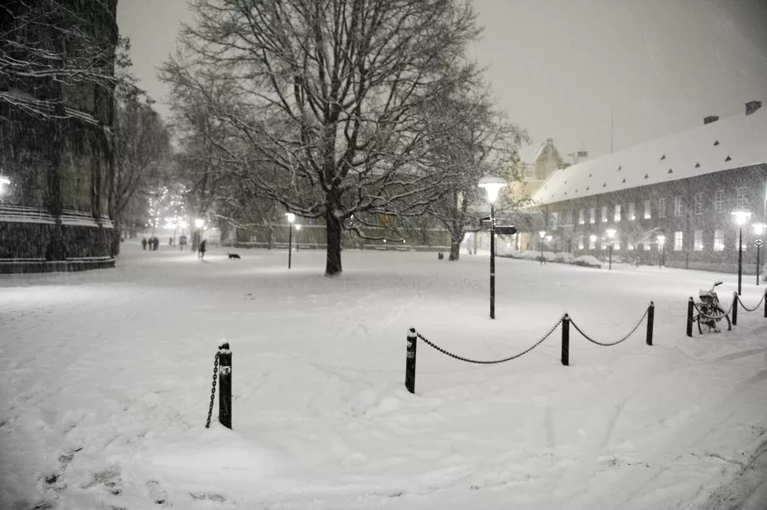 A snowy park showing a part of a church to the left, a tree in the middle and a building to the right (picture)